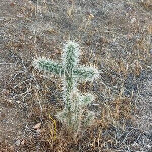 Framed photo- Cactus Cross family 🌵5x7